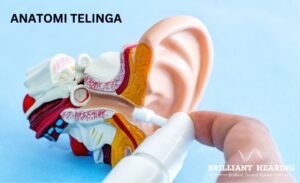anatomi telinga manusia : mengenal bagian bagian telinga