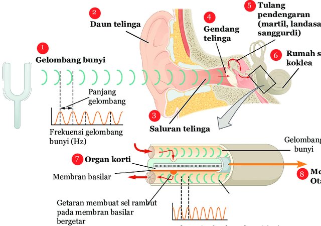 Gambar 1016 Proses Mendengar pada Manusia W640 Pusat Alat Bantu Dengar Indonesia - Brilliant Hearing Pendengaran dan Keseimbangan: Keterkaitan Sistem Pendengaran dengan Sistem Vestibuler