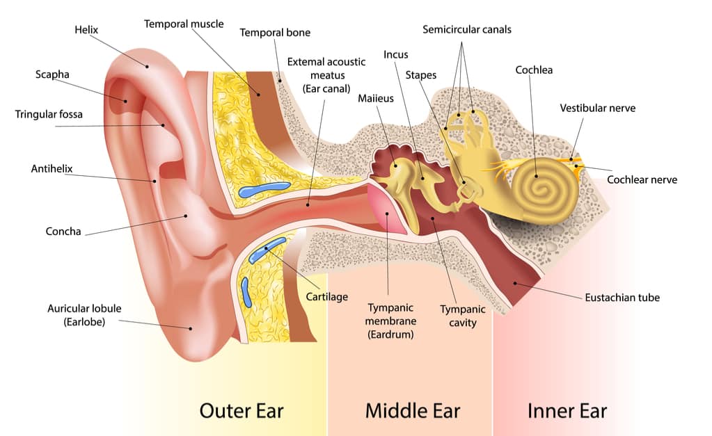 bagian telinga Pusat Alat Bantu Dengar Indonesia - Brilliant Hearing Pendengaran dan Keseimbangan: Keterkaitan Sistem Pendengaran dengan Sistem Vestibuler