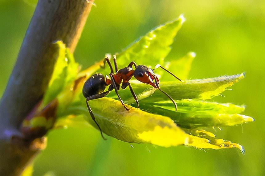 telinga kemasukan hewan